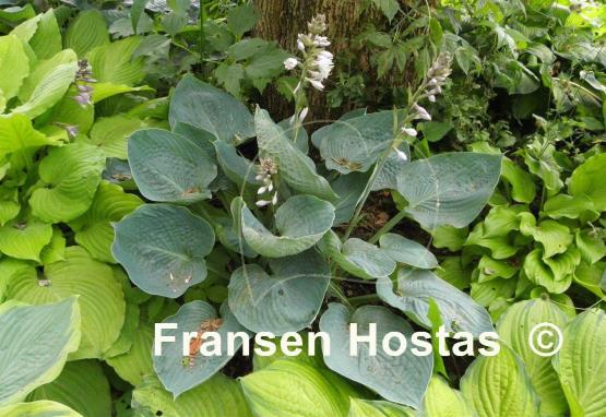 Hosta Blue Betty Lou